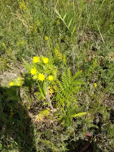 Foto dokumenter Potentilla conferta