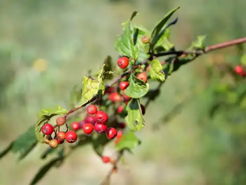 Foto dokumenter Cotoneaster bullatus