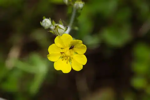 Foto dokumenter Potentilla discolor