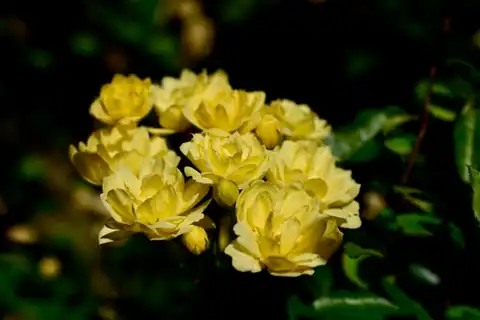 Foto dokumenter Rosa banksiae