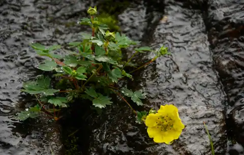 Foto dokumenter Potentilla eriocarpa