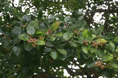 Foto dokumenter Crataegus persimilis
