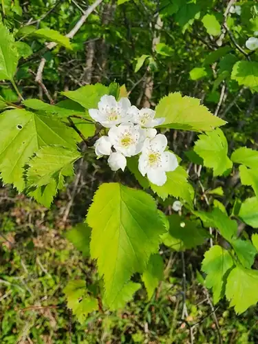 Foto dokumenter Crataegus pruinosa