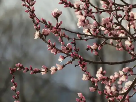 Foto dokumenter Prunus davidiana