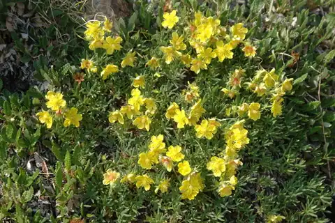 Foto dokumenter Potentilla biflora