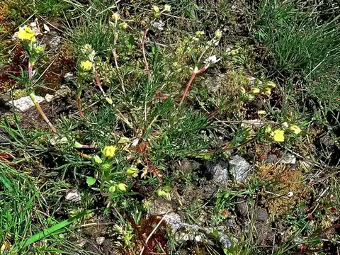 Foto dokumenter Potentilla multifida