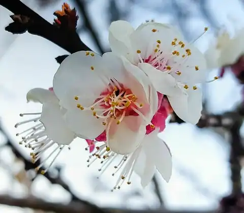 Foto dokumenter Prunus armeniaca