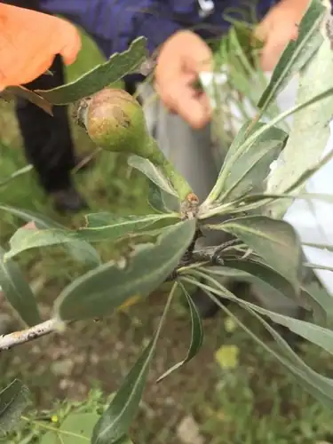 Foto dokumenter Pyrus salicifolia