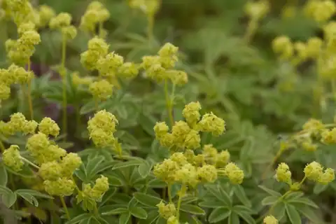 Foto dokumenter Alchemilla alpina
