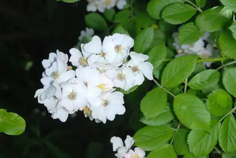 Foto dokumenter Rosa multiflora