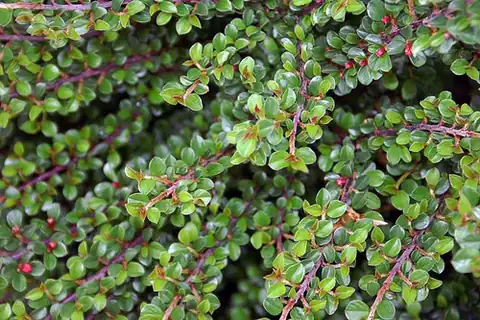 Cotoneaster adpressus kultivar 'Little Gem'.