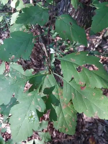 Foto dokumenter Crataegus pulcherrima