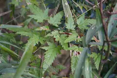 Foto dokumenter Rubus palmatus