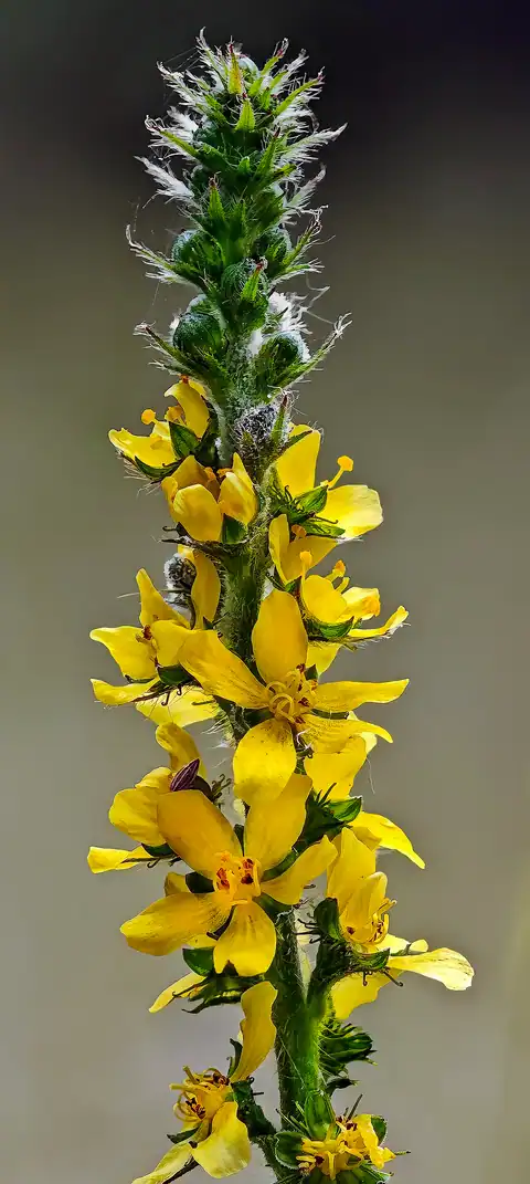 Foto dokumenter Agrimonia eupatoria