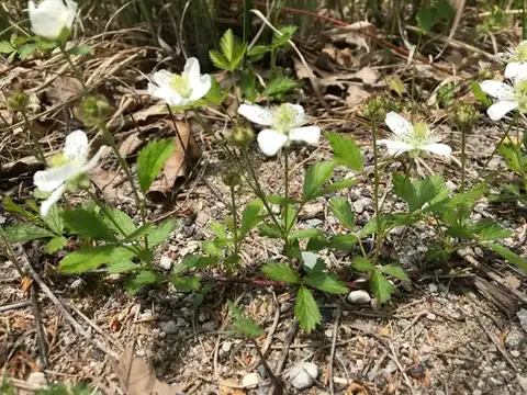 Foto dokumenter Rubus enslenii