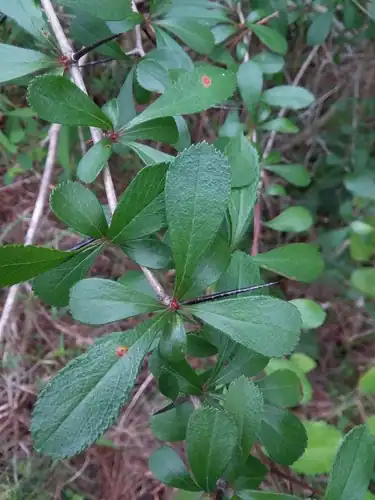 Foto dokumenter Crataegus berberifolia