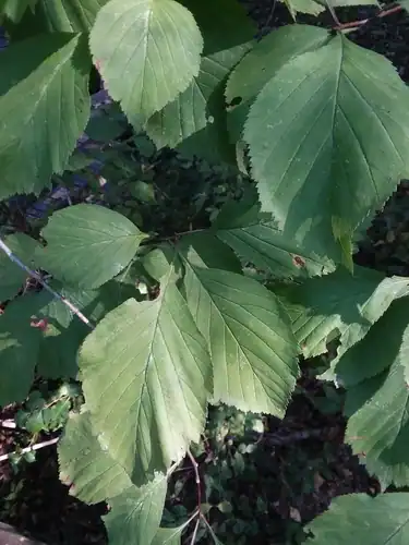 Foto dokumenter Crataegus calpodendron