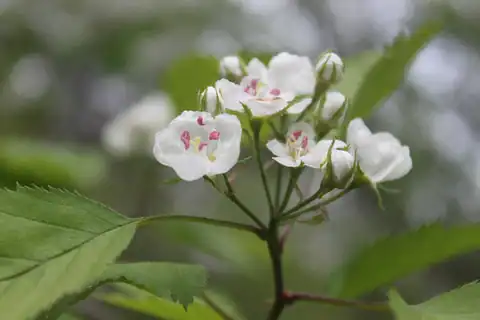Foto dokumenter Crataegus holmesiana