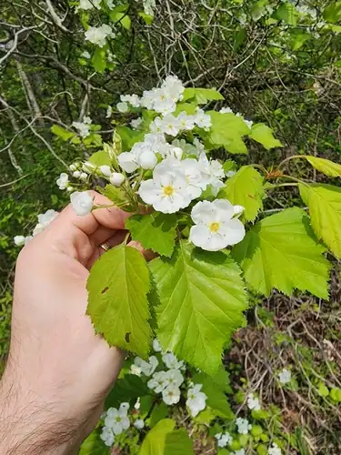 Foto dokumenter Crataegus pennsylvanica