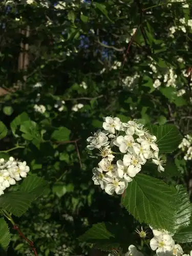 Foto dokumenter Crataegus macracantha