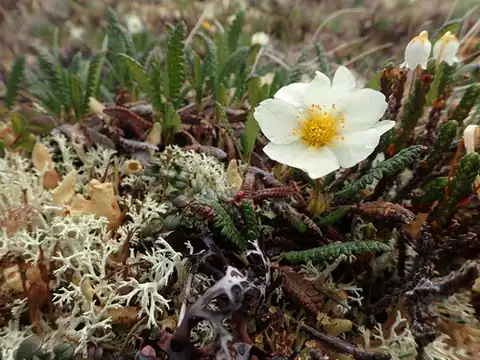 Foto dokumenter Dryas alaskensis