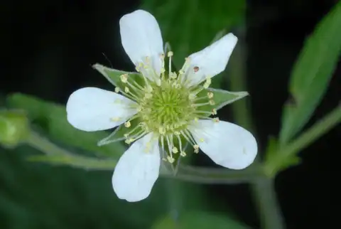 Foto dokumenter Geum canadense