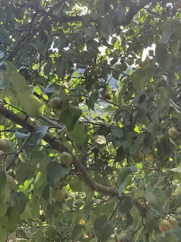 Foto dokumenter Pyrus pyrifolia