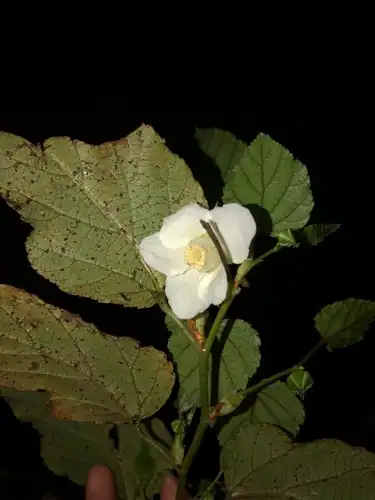 Foto dokumenter Rubus grayanus
