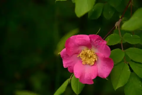 Foto dokumenter Rosa macrophylla