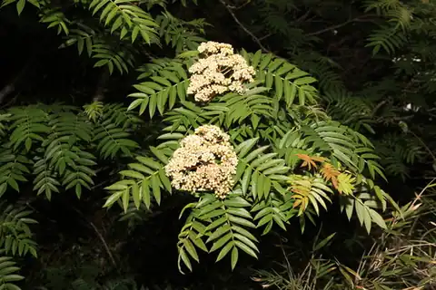 Foto dokumenter Sorbus randaiensis