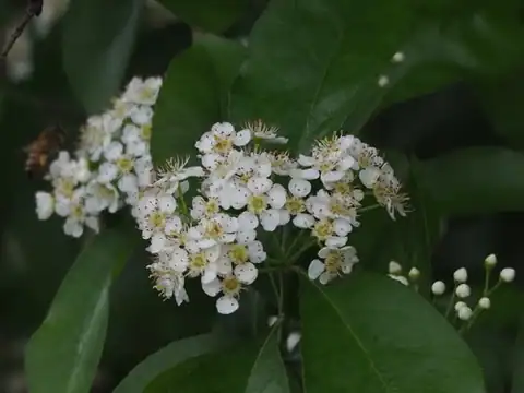 Foto dokumenter Pourthiaea arguta