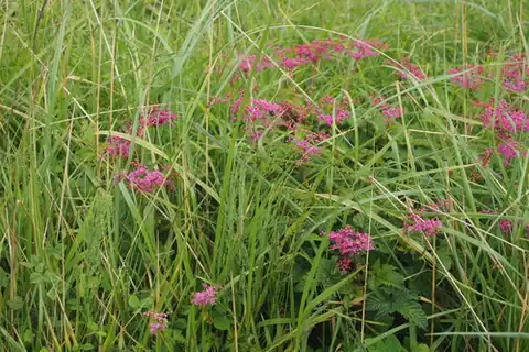 Foto dokumenter Filipendula multijuga