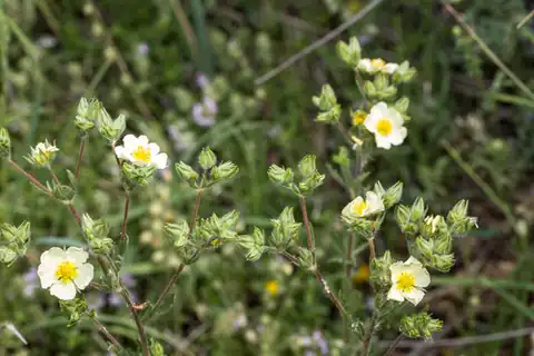 Foto dokumenter Drymocallis rupestris