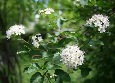 Foto dokumenter Physocarpus opulifolius