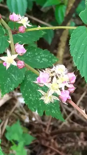 Foto dokumenter Rubus inopertus