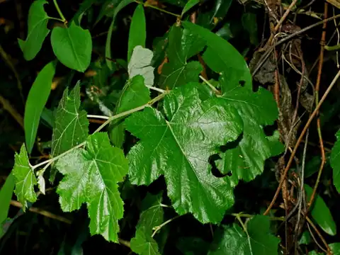Foto dokumenter Rubus arachnoideus