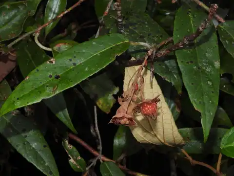 Foto dokumenter Rubus liui