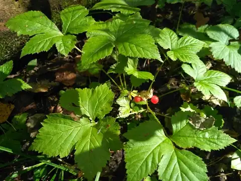 Foto dokumenter Rubus humulifolius