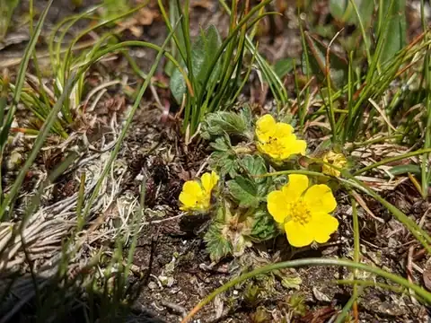 Foto dokumenter Potentilla frigida