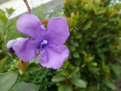 Foto dokumenter Brunfelsia pauciflora