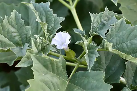 Foto dokumenter Datura ferox