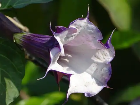 Foto dokumenter Datura metel