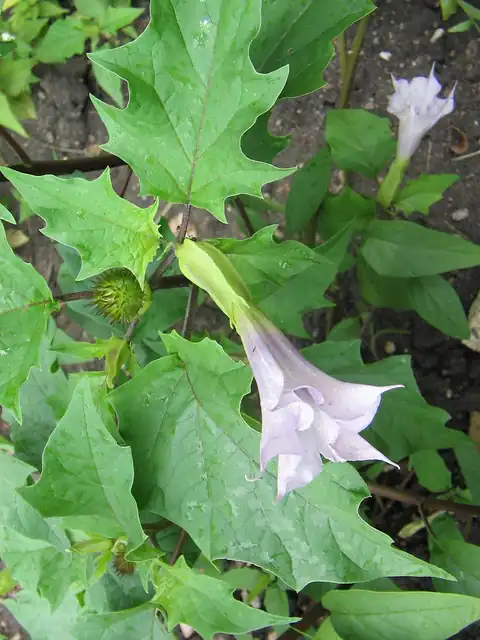 Foto dokumenter Datura stramonium