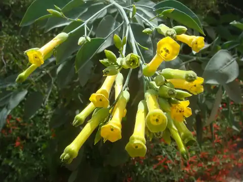 Foto dokumenter Nicotiana glauca