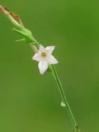 Foto dokumenter Nicotiana plumbaginifolia