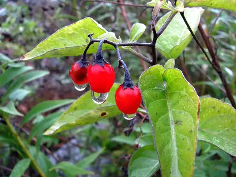 Foto dokumenter Solanum dulcamara