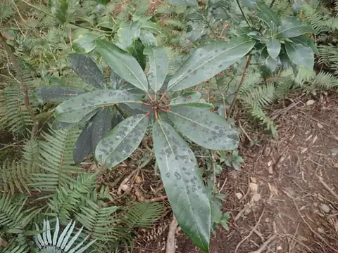 Foto dokumenter Daphniphyllum himalense