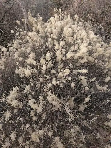 Foto dokumenter Iresine leptoclada