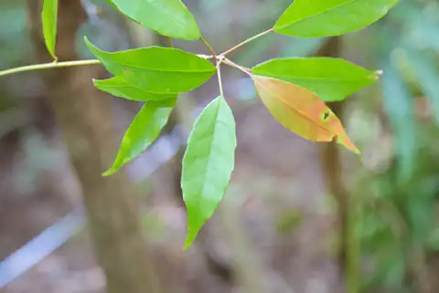 Foto dokumenter Elaeocarpus japonicus