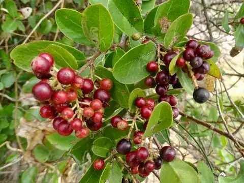 Foto dokumenter Scolopia chinensis